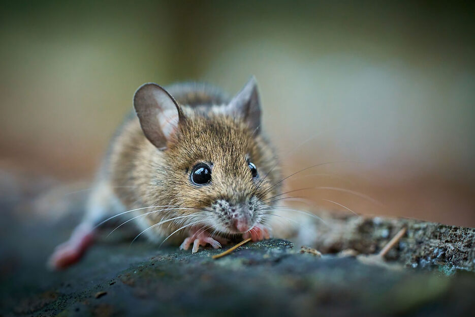 Wild mice on farms have less antibiotic resistance than livestock, study finds Wild mice on farms have less antibiotic resistance than livestock, study finds
